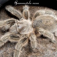 grammostola rosea