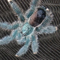 A. metallica or A. avicularia?