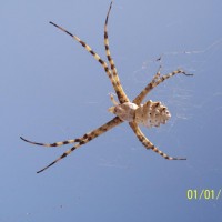 Unknown spanish spider