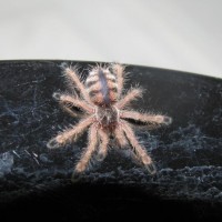 Avicularia minatrix