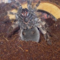 Male or female Mex Red knee,