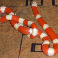 albino nelson's milksnake