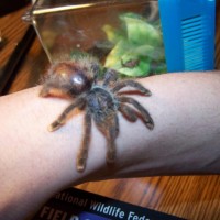 Avicularia sp.