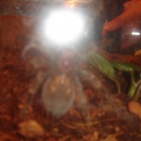 Male or Female Red Knee?!?!