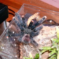 Avic avic eating a superworm