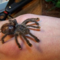 Avicularia ID please