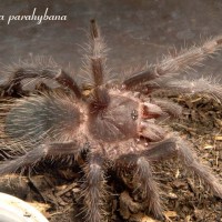 L. parahybana