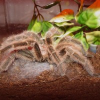 Grammostola Rosea -M-