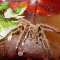 Grammostola Rosea -M-