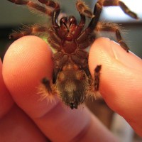 A better pic of my B. smithi