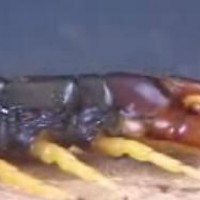 Unknown centipede