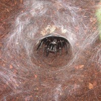 Funnel Web Atrax Robustus Female