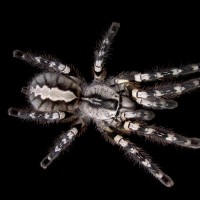 Poecilotheria regalis