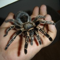 Aphonopelma seemanni