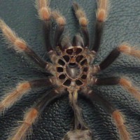 Brachypelma boehmei molt