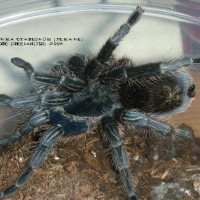 Thrixopelma cyaneolum