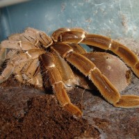 C.crawshayi female