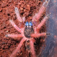 E.cyanognathus 1.75" F.