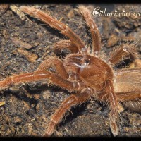 Citharischius crawshayi