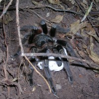 Acanthoscurria chacoana