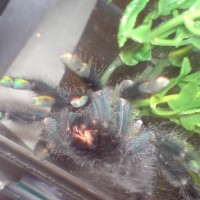 A. Avicularia