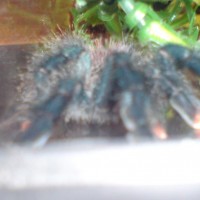 A. Avicularia