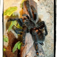 P.irminia adult f.