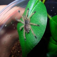 sold as Avicularia Sp Purple