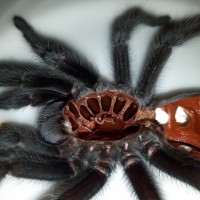 Tarantula sucking stomach