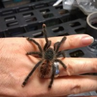 Avicularia ID?