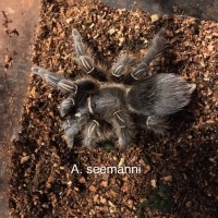 A. seemanii