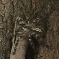 Poecilotheria regalis