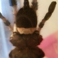 P. Regalis