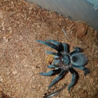 Brachypelma epicureanum