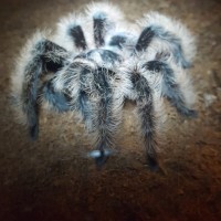 B. Albopilosum displaying after a meal