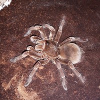 0.1 T.stirmi