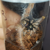 FAT GBB sling