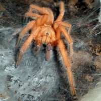 O. philippinus MM