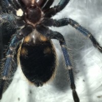 Chromatopelma cyaneopubescens: ventral sexing