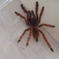 Tarantula ID Request