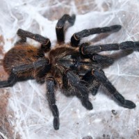 H. chrysogaster