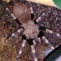 N.Chromatus