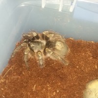 G. Pulchripes