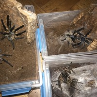 2 M. balfouri pair and 1 H pulchripes pair