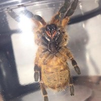 Male or female OBT 2.5”