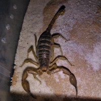 Hadrurus arizonensis