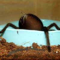 Happy Hour (♀ Grammostola pulchra 3.5")