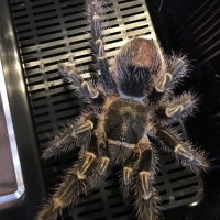 G. pulchripes