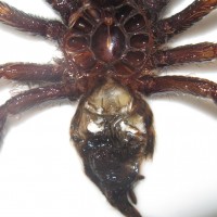 C. schiodtei