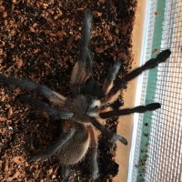 M. Balfouri 6 - 7 cm